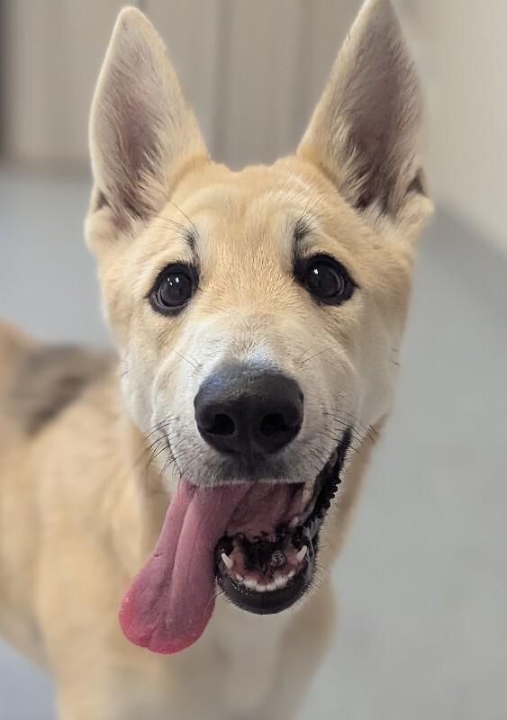 Enlarge Honey, a Adoptable mixed breed in Yankton, SD image 3/6
