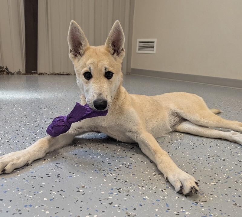 Enlarge Honey, a Adoptable mixed breed in Yankton, SD image 4/6