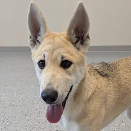 Enlarge Honey, a Adoptable mixed breed in Yankton, SD image 5/6