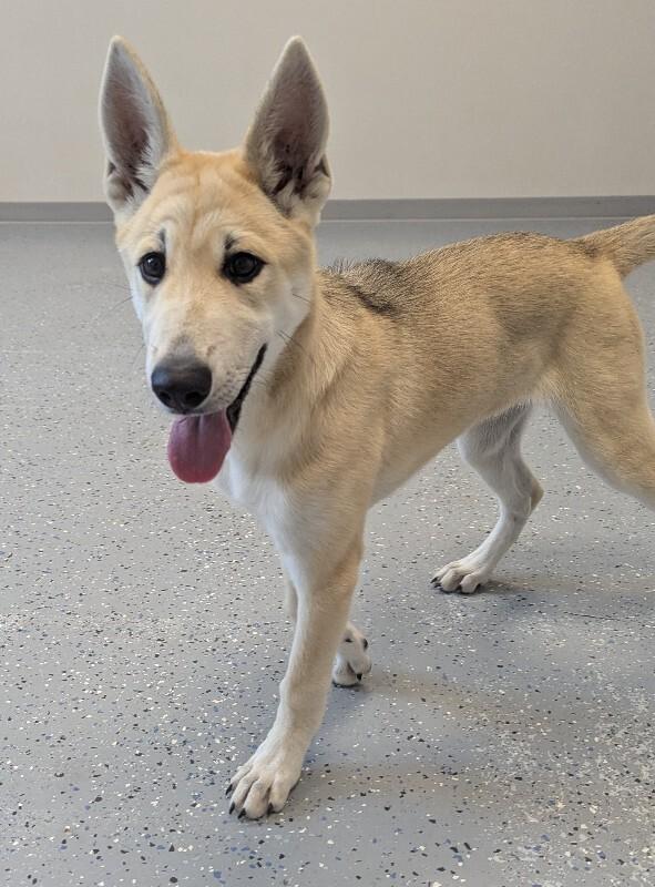 Enlarge Honey, a Adoptable mixed breed in Yankton, SD image 6/6
