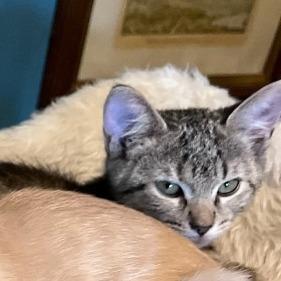 Toast, Adoptable, Kitten Female Domestic Short Hair.