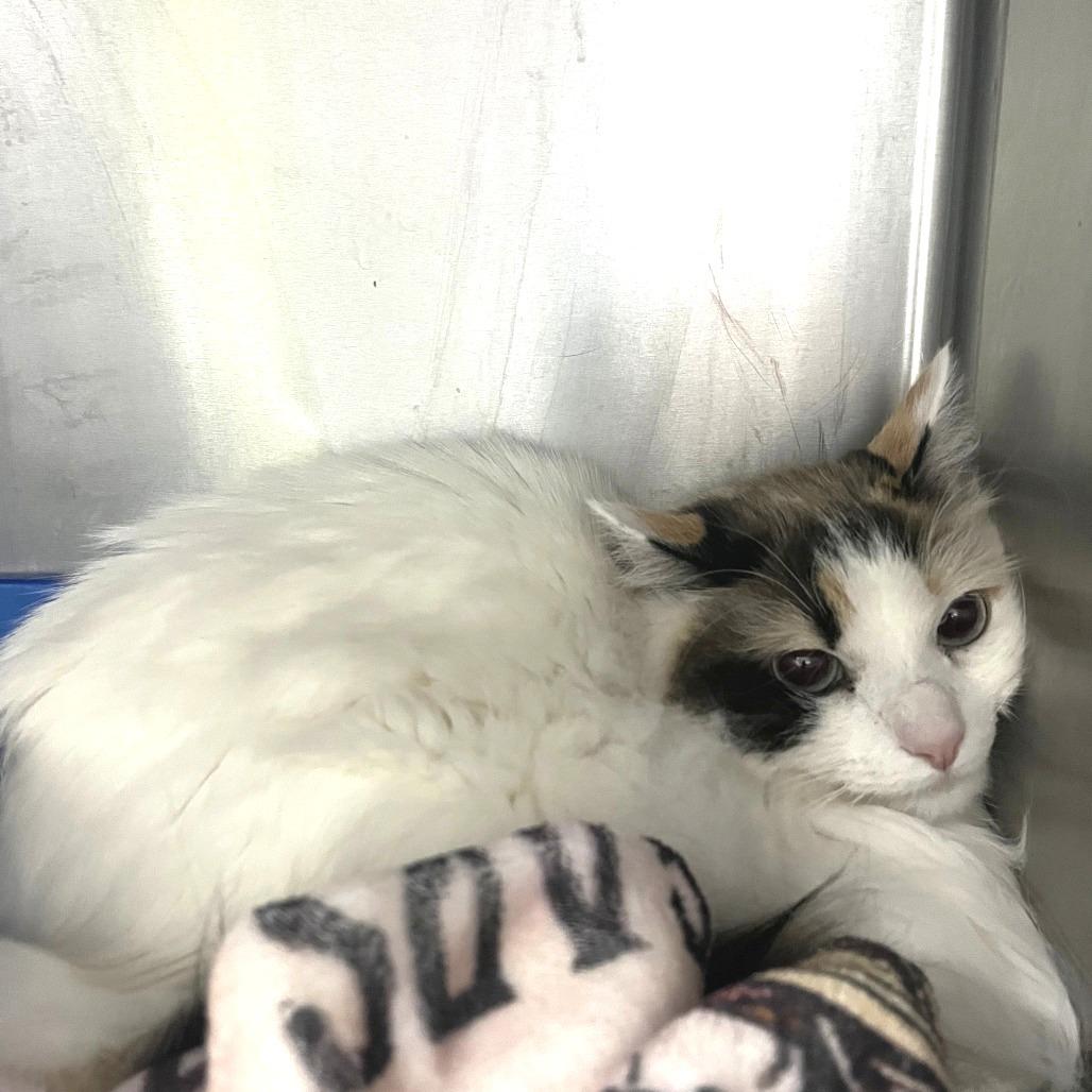 Enlarge Bailey, a Adoptable Domestic Long Hair in Idaho Falls, ID image 1/1