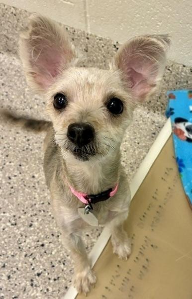 Louise, Adoptable, Adult Female Yorkshire Terrier.