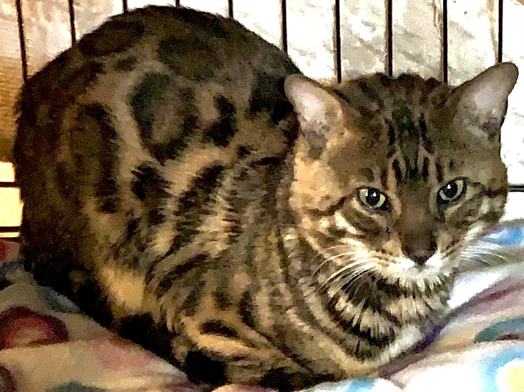 Enlarge Dylan, an adopted Bengal in Alexandria, VA image 1/4
