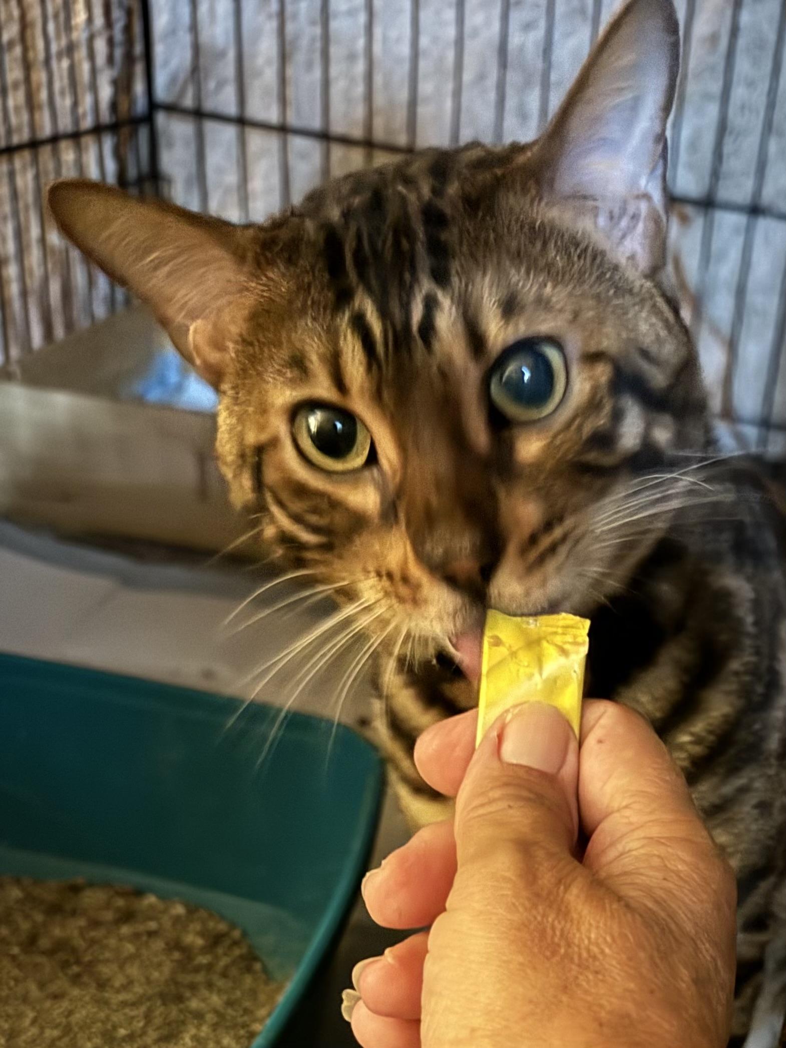 Enlarge Dylan, an adopted Bengal in Alexandria, VA image 2/4
