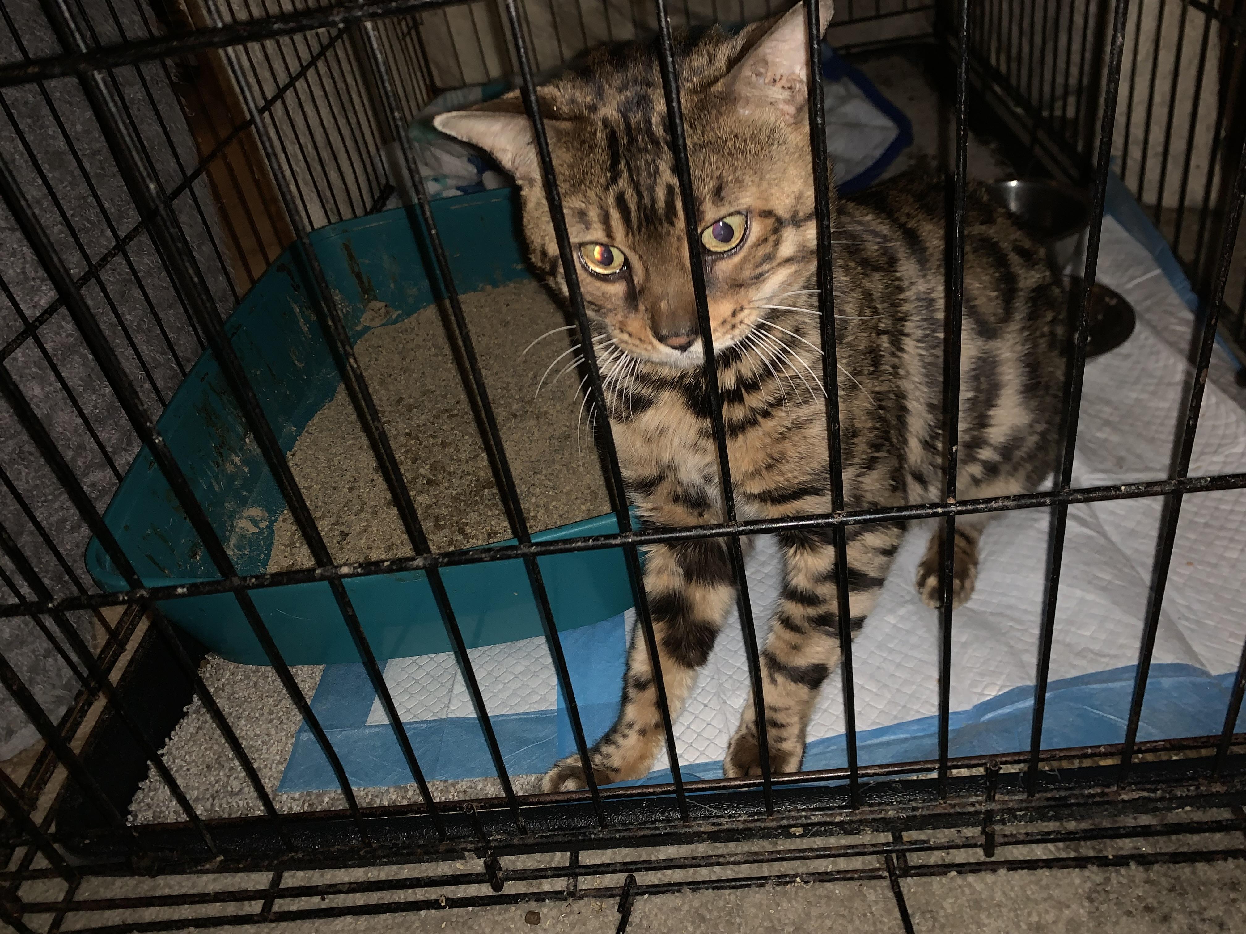 Enlarge Dylan, an adopted Bengal in Alexandria, VA image 3/4