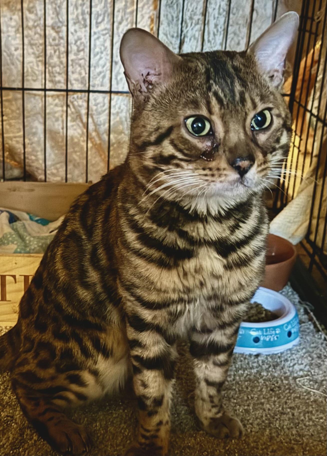Enlarge Dylan, an adopted Bengal in Alexandria, VA image 4/4