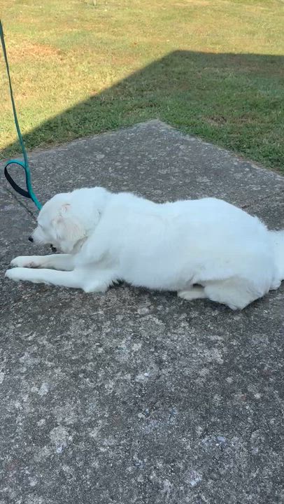 Enlarge Dixie, a Adoptable mixed breed in Nashville, TN video 4/4