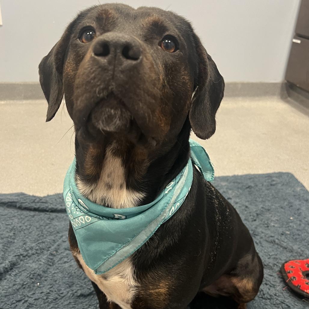 Hulk, Adoptable, Adult Male Mixed Breed.