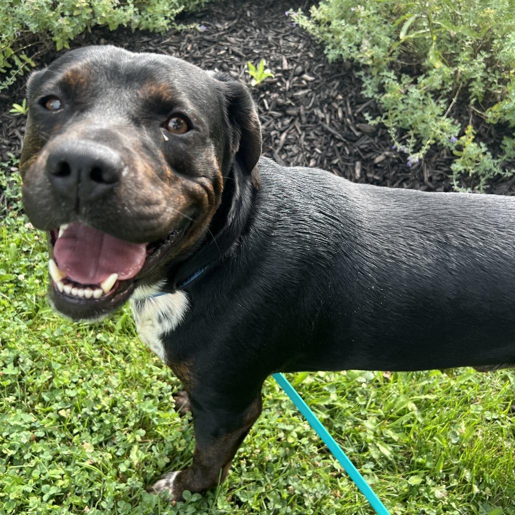 Hulk, a Adoptable Mixed Breed in Canal Winchester, OH image 2/5