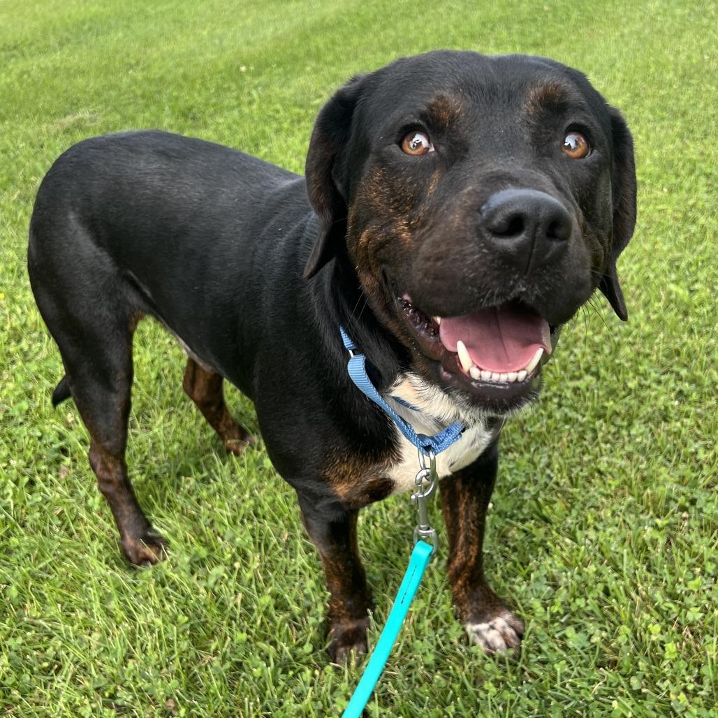 Hulk, a Adoptable Mixed Breed in Canal Winchester, OH image 3/5