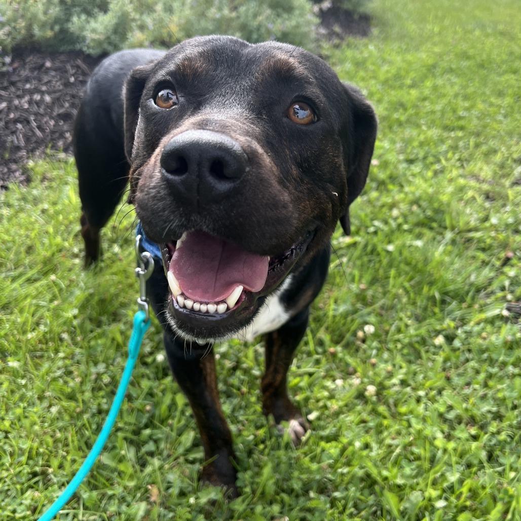 Hulk, a Adoptable Mixed Breed in Canal Winchester, OH image 4/5