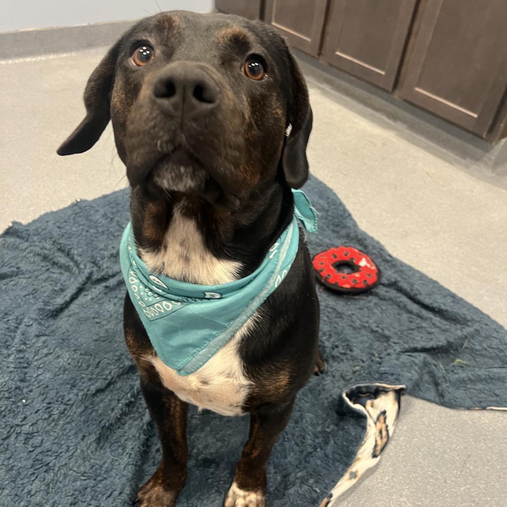 Hulk, a Adoptable Mixed Breed in Canal Winchester, OH image 5/5