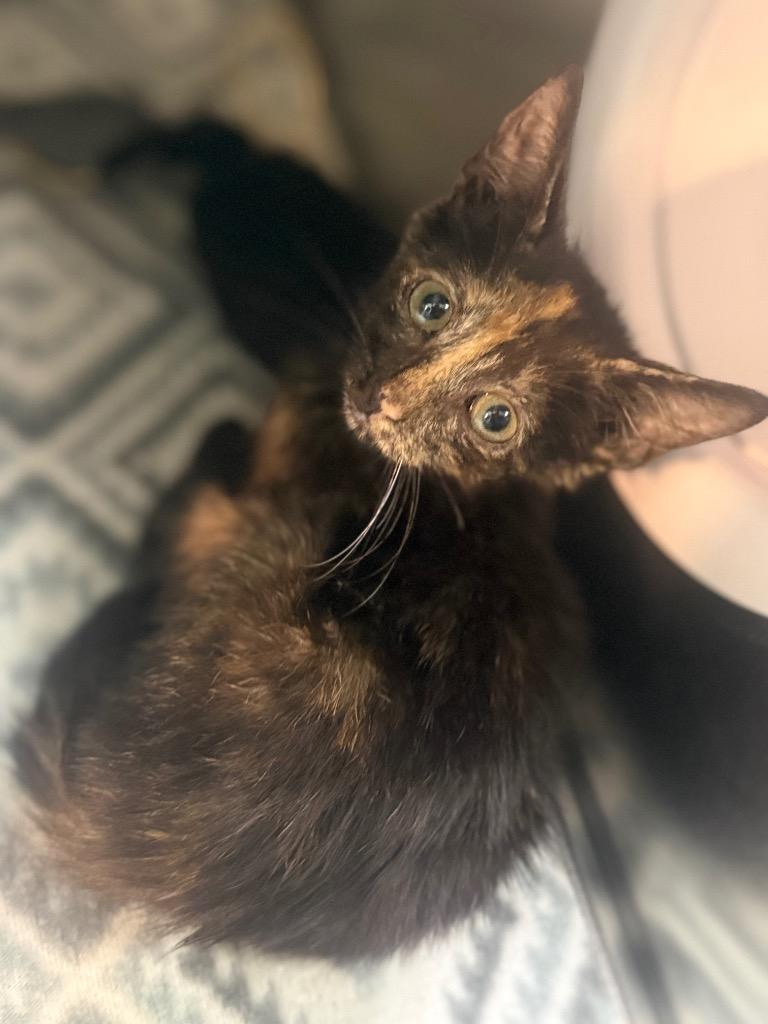 Enlarge Petal, a Adoptable mixed breed in Waverly, TN image 1/1
