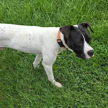 Chance, Adoptable, Young Male Mixed Breed.