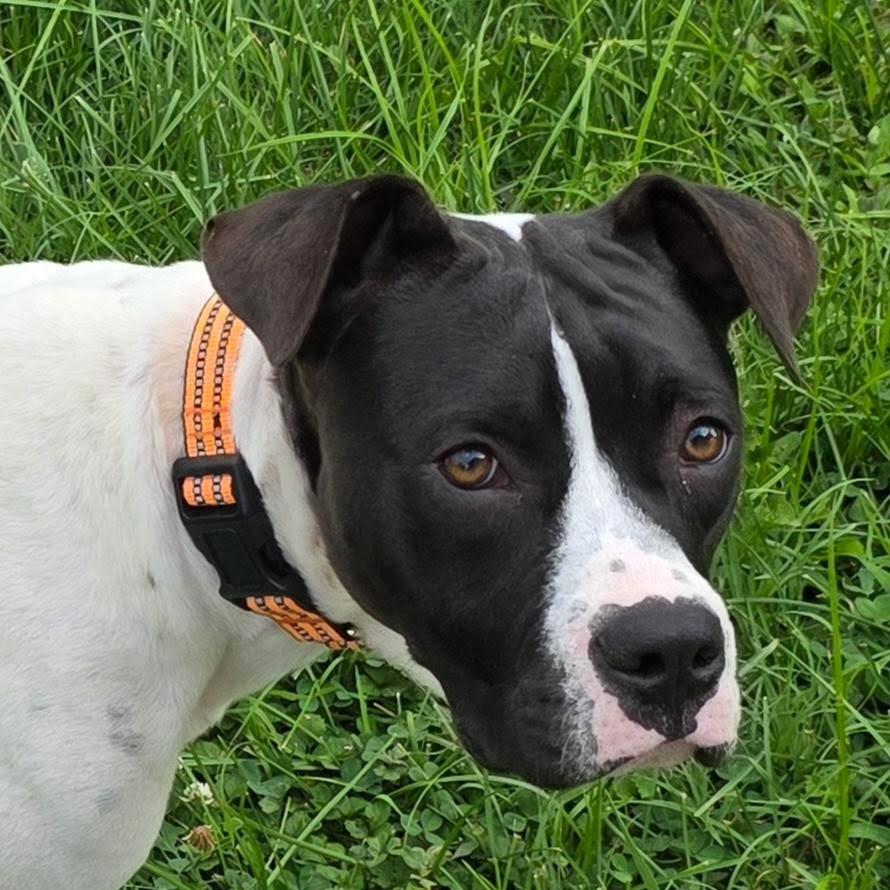 Chance, a Adoptable Mixed Breed in Jeffersonville, IN image 2/4