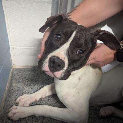 Chance, a Adoptable Mixed Breed in Jeffersonville, IN image 4/4