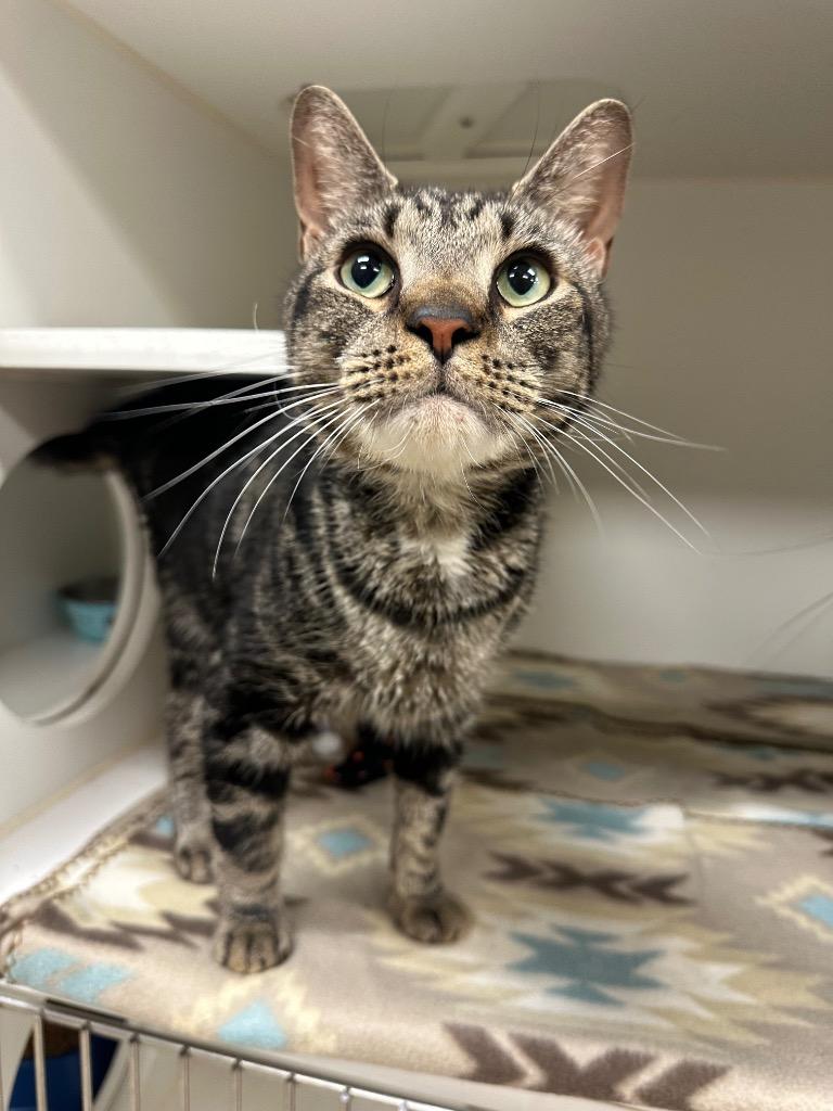 Henri Forest), Adoptable, Adult Male Domestic Short Hair.