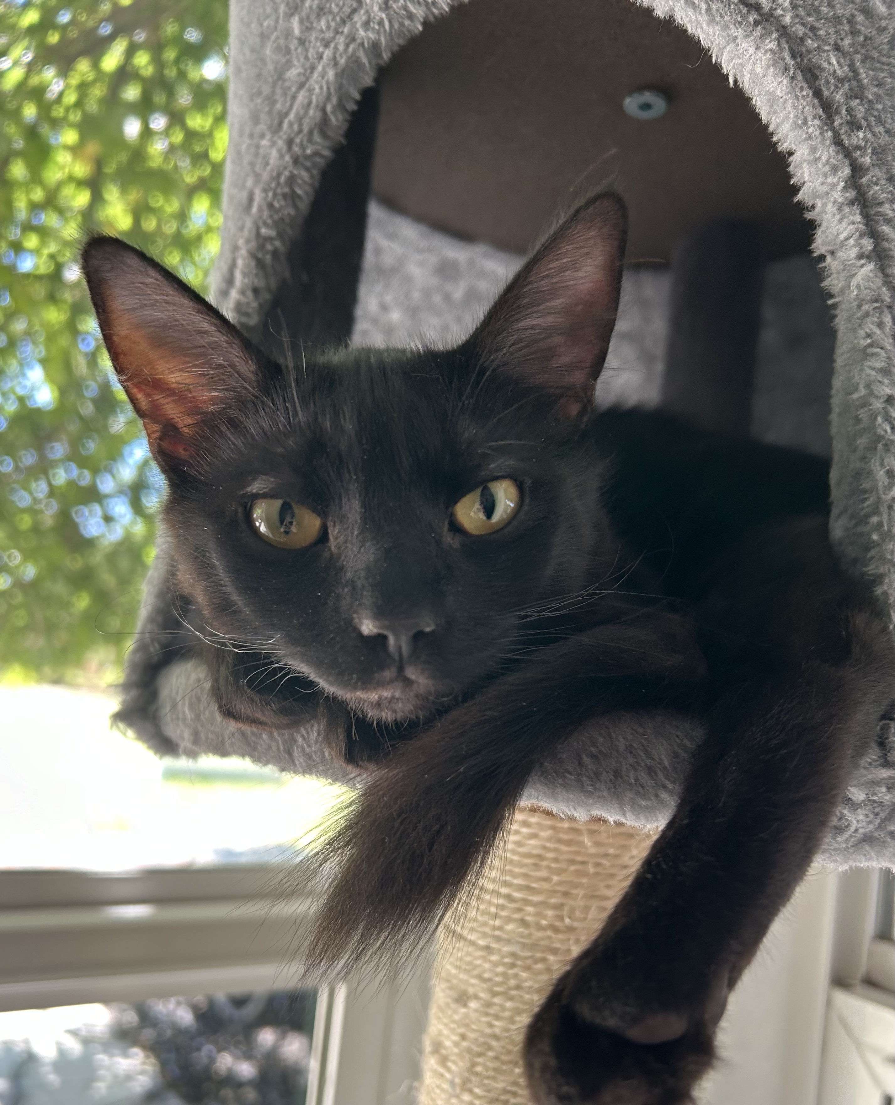 Jody, Adoptable, Young Male Maine Coon & Domestic Medium Hair.