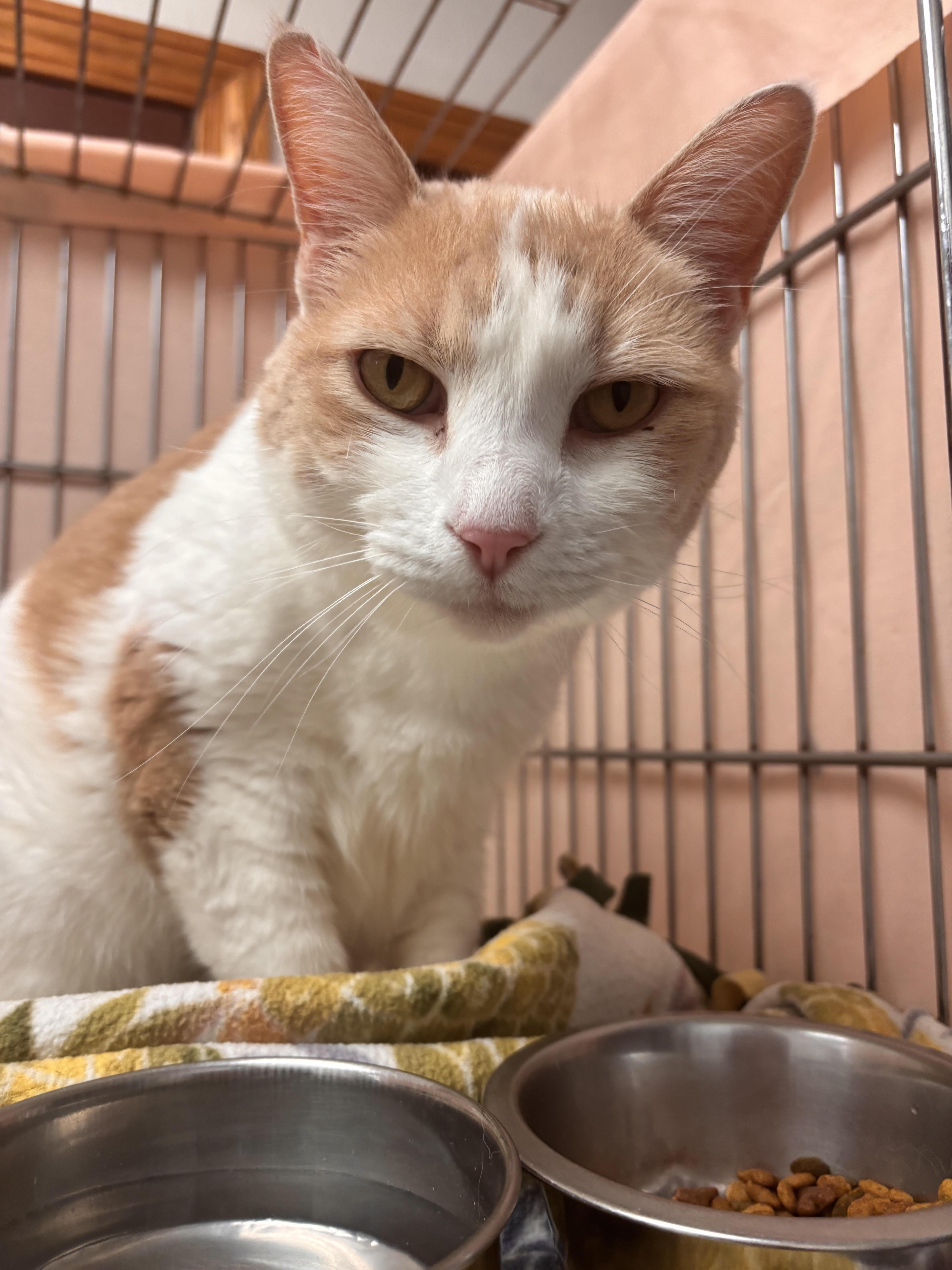 Minnie, Adoptable, Senior Female Domestic Short Hair.