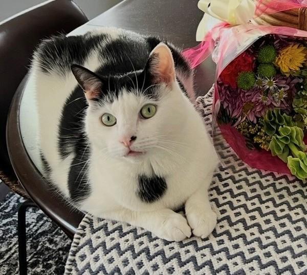 Kona, Adoptable, Senior Male Domestic Short Hair.