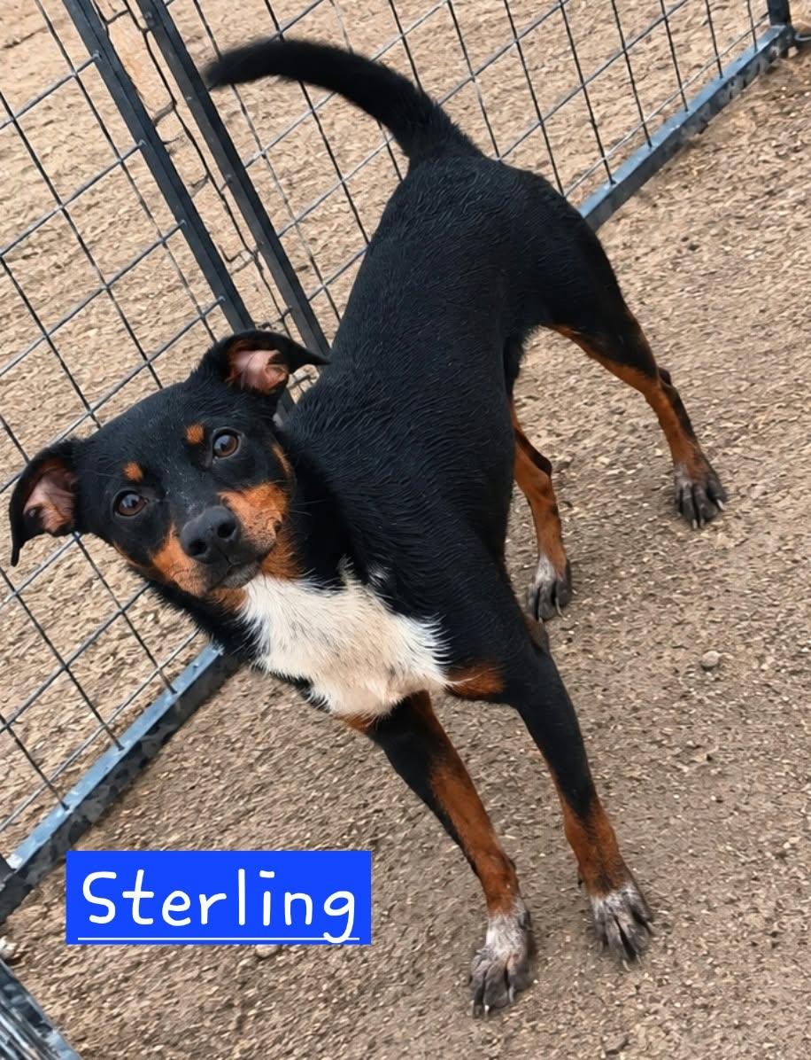 Sterling 2, Adoptable, Puppy Male Rat Terrier.