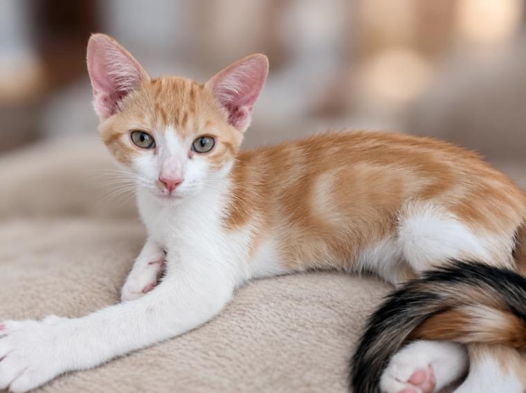 Happy, Adoptable, Young Male Domestic Short Hair.