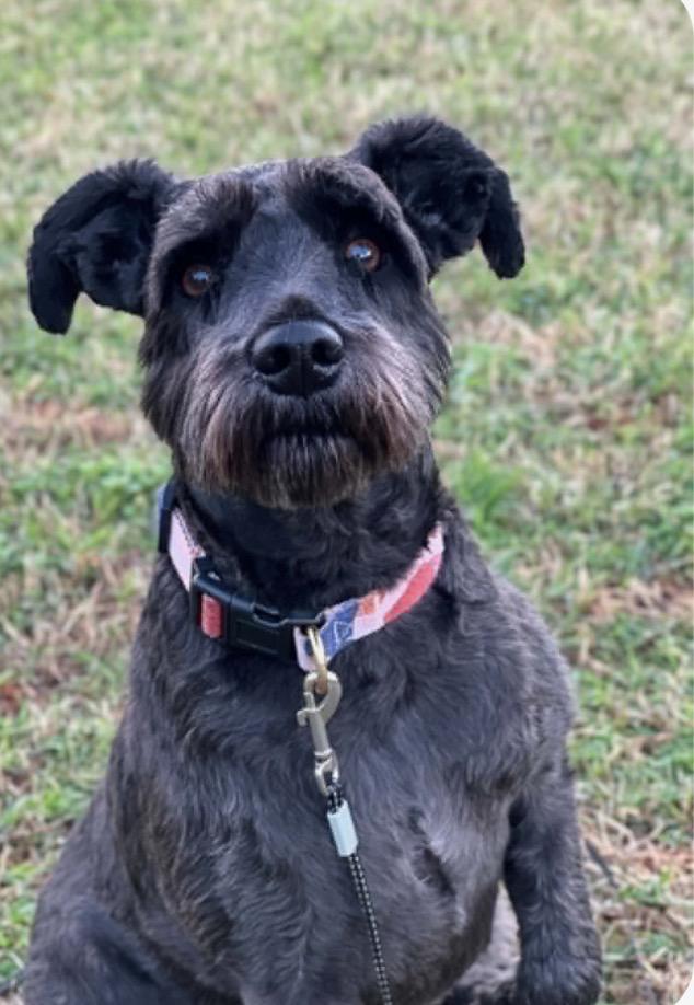 Theo, adopted, Adult Male Miniature Schnauzer.