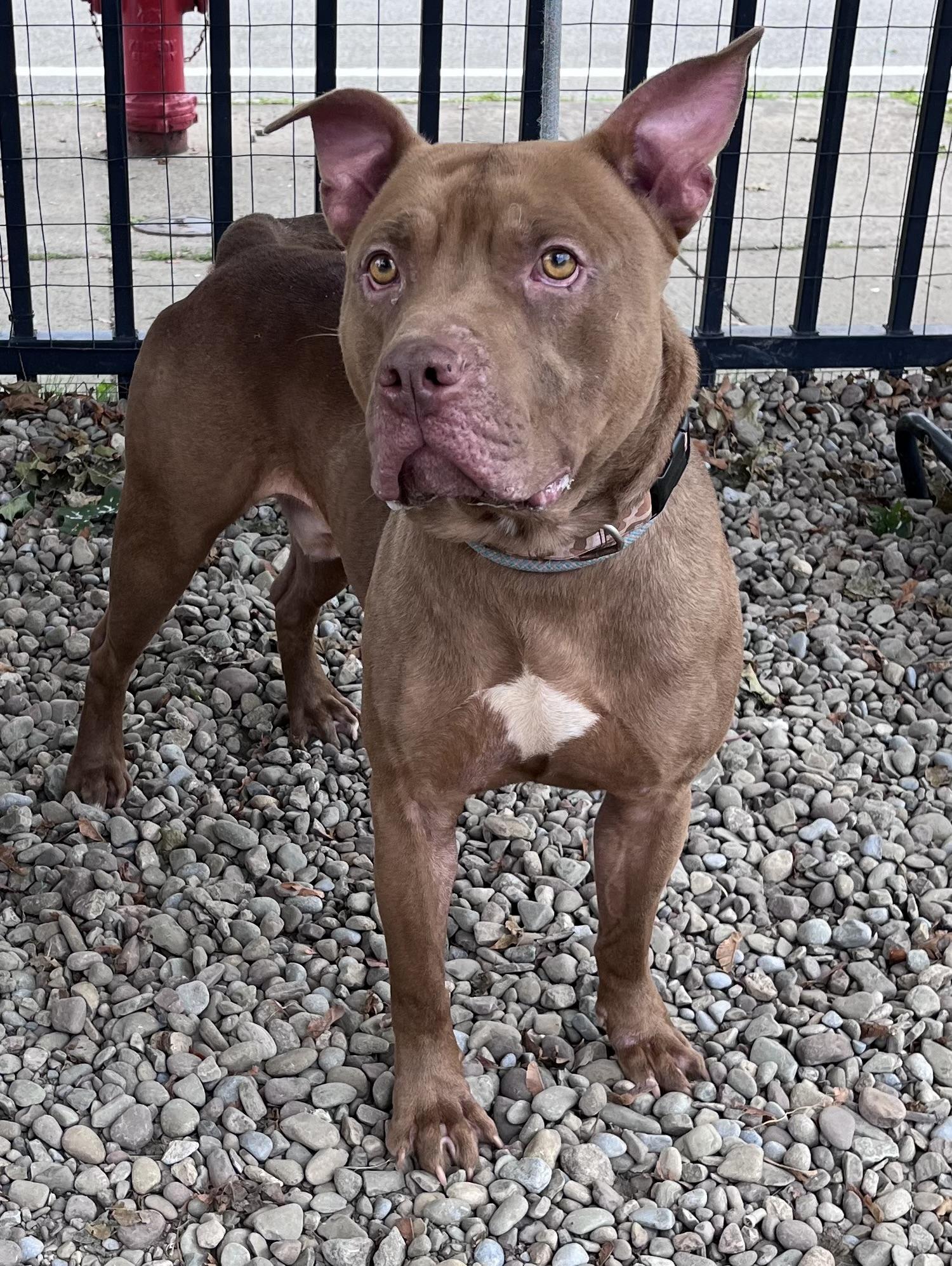 Enlarge Congo, a Adoptable mixed breed in Buffalo, NY image 2/6