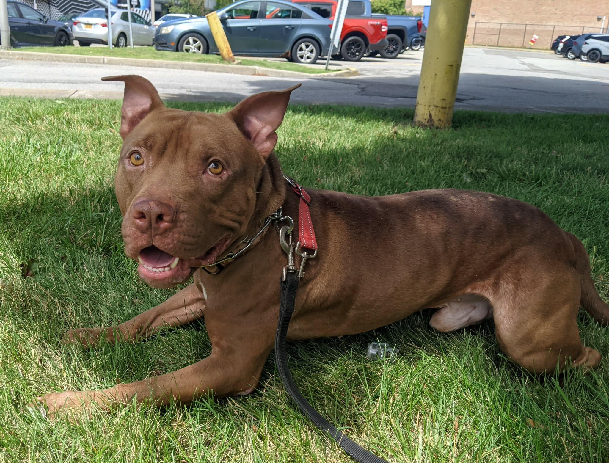 Congo, Adoptable, Adult Male Pit Bull Terrier.