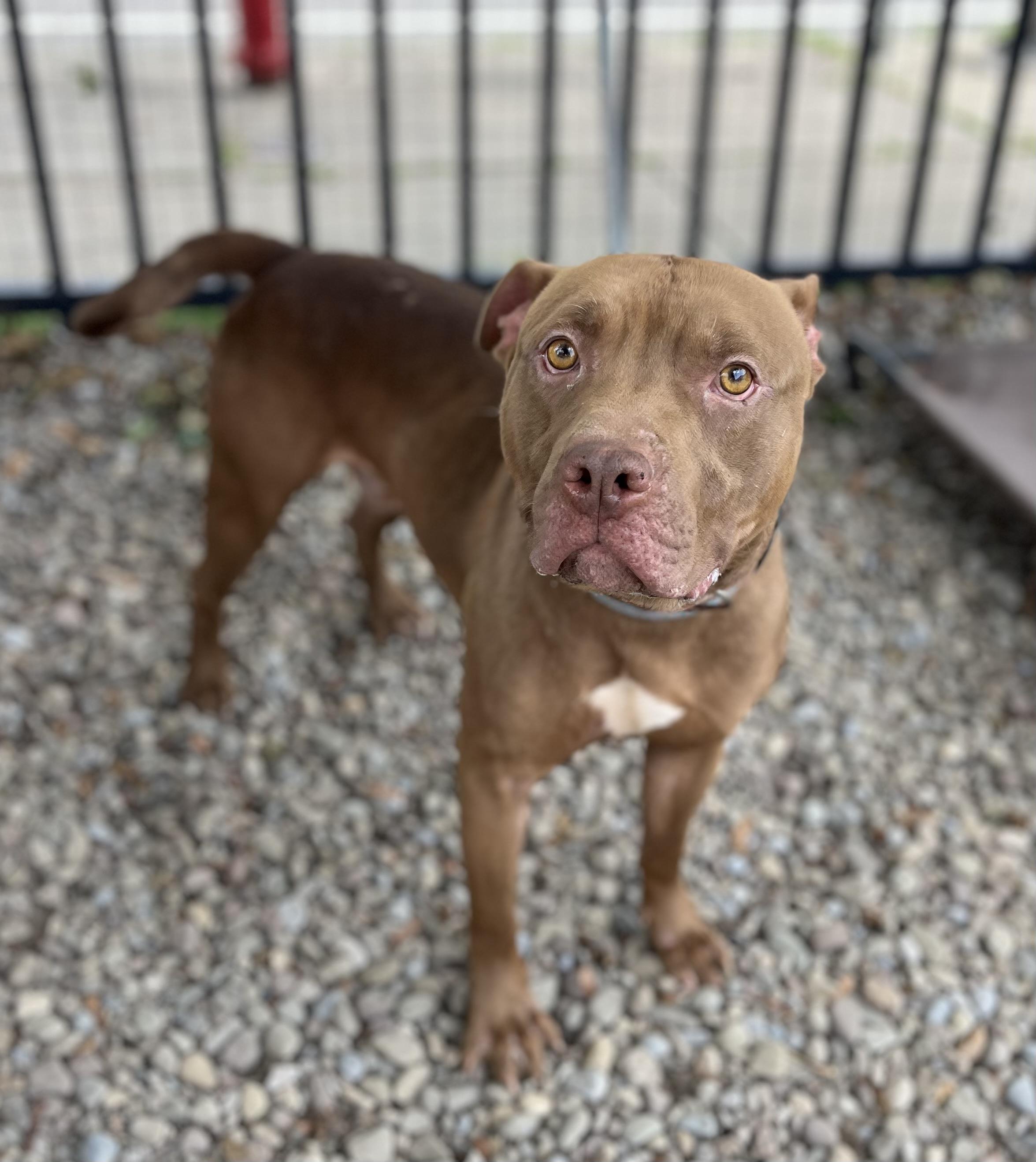 Enlarge Congo, a Adoptable mixed breed in Buffalo, NY image 4/6