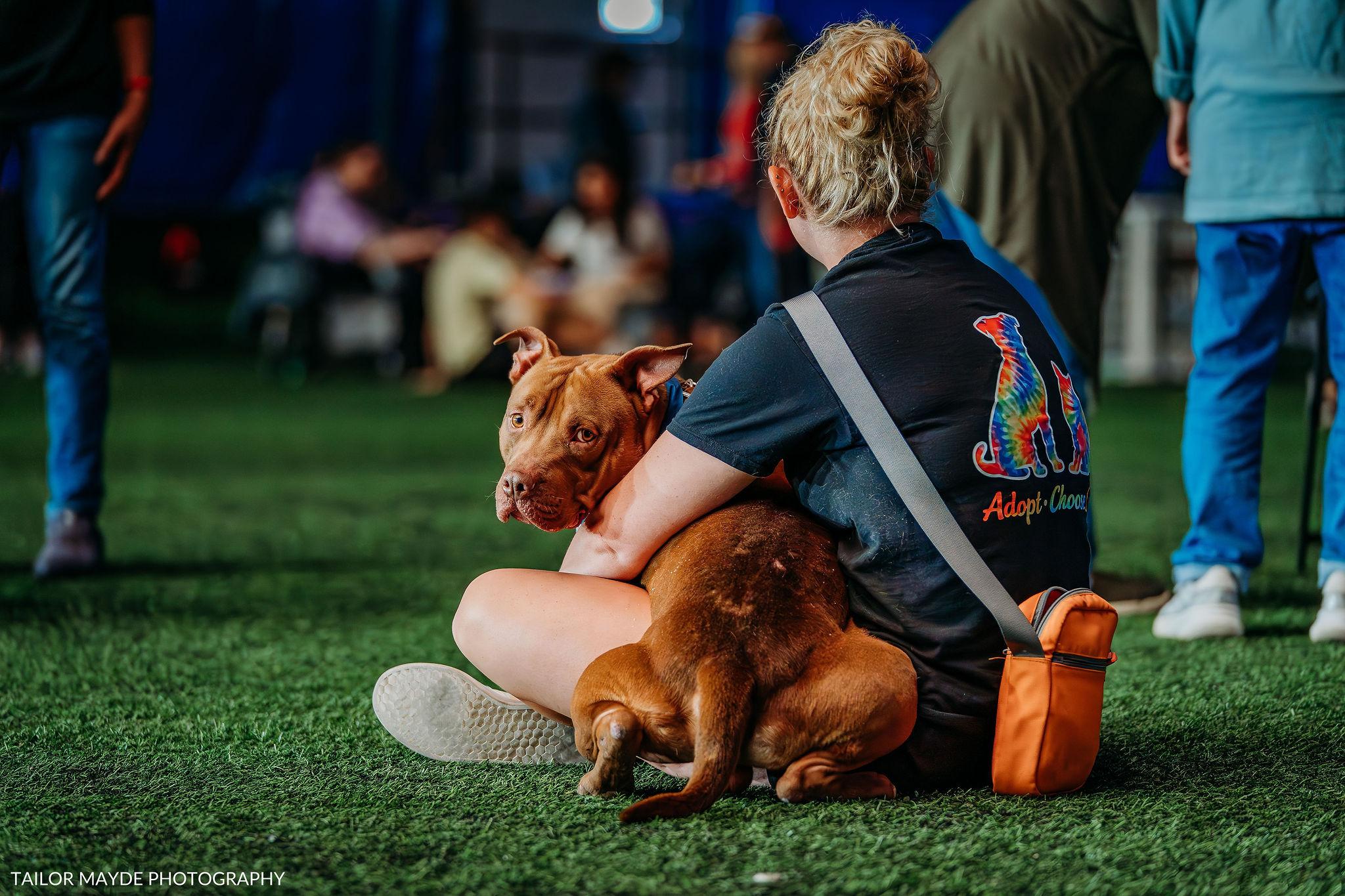 Enlarge Congo, a Adoptable mixed breed in Buffalo, NY image 1/6
