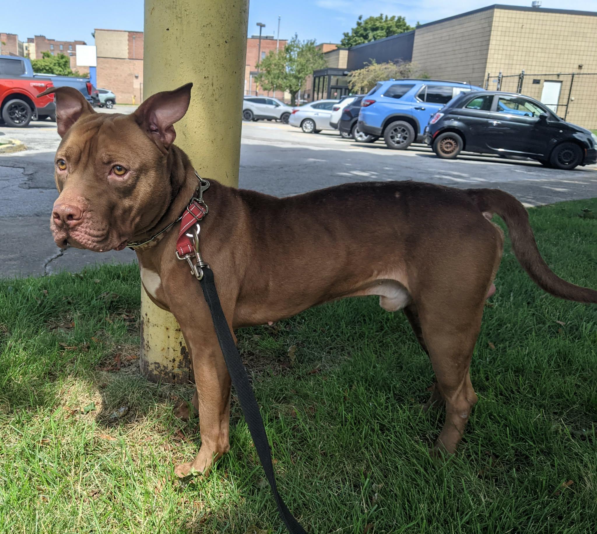 Enlarge Congo, a Adoptable mixed breed in Buffalo, NY image 5/6