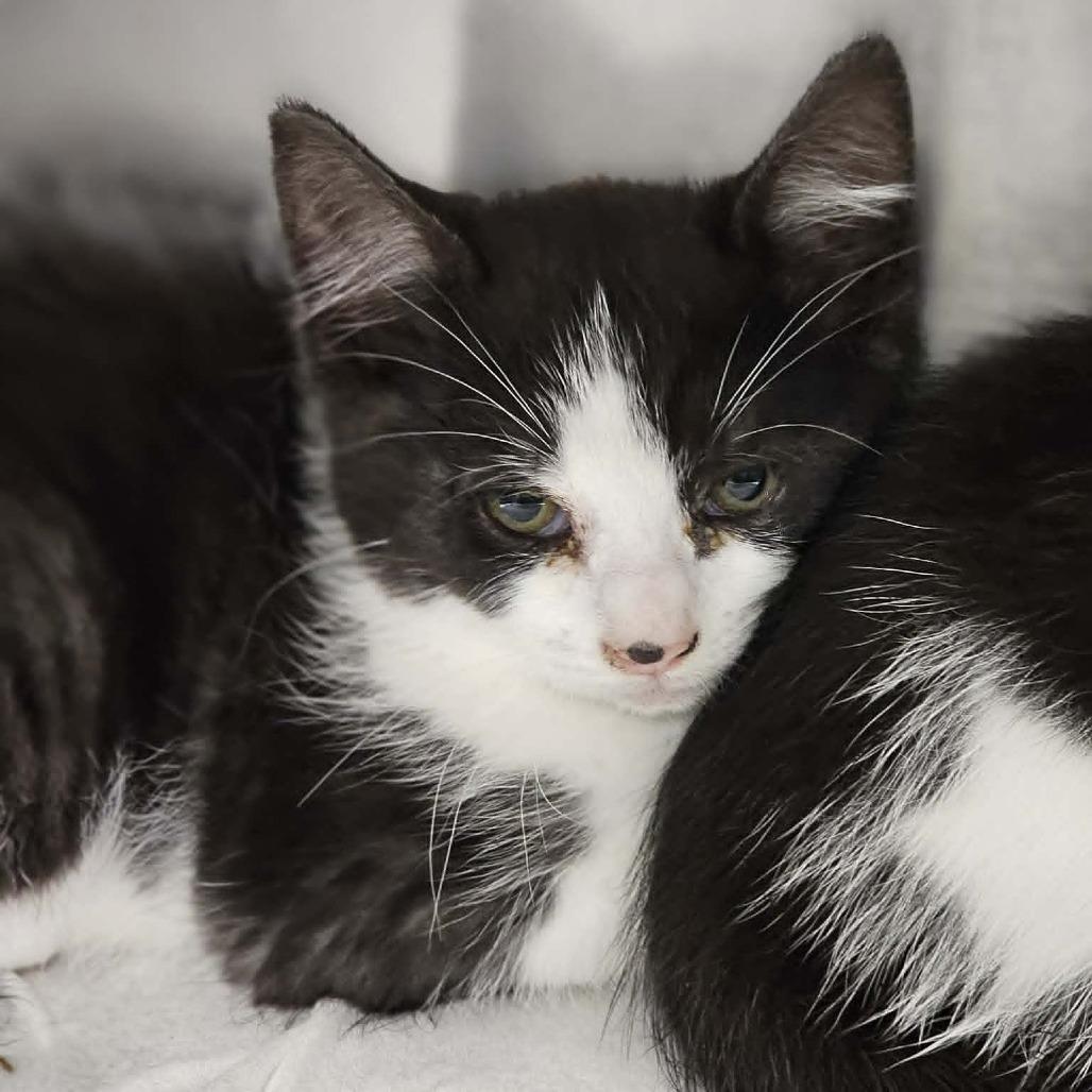 Enlarge Bluebell, a Adoptable Domestic Short Hair in Martinsville, VA image 1/1