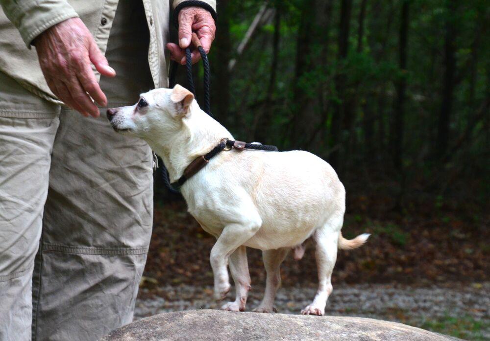 Sebastian, Adoptable, Senior Male Chihuahua.