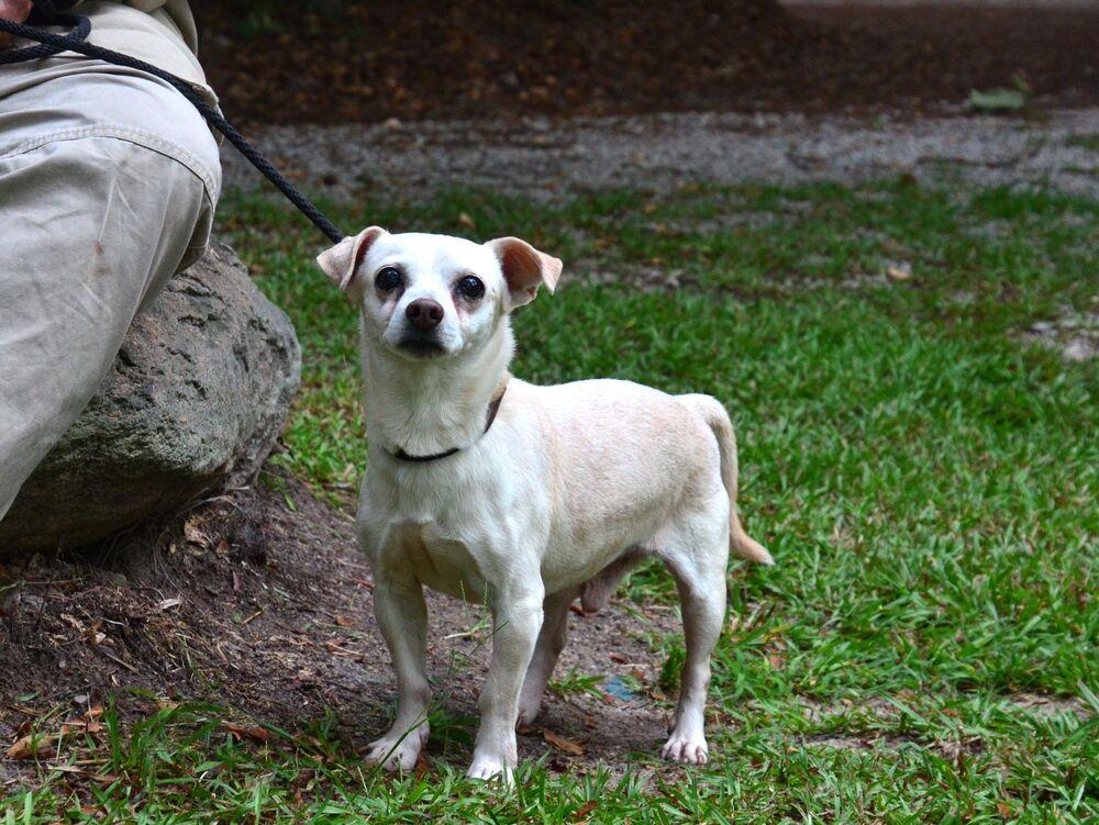 Sebastian, a Adoptable mixed breed in Willingboro, NJ image 2/6