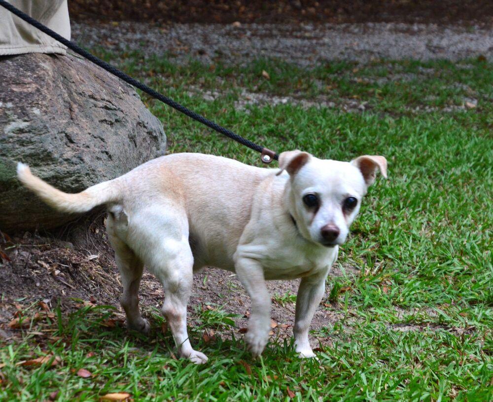 Sebastian, a Adoptable mixed breed in Willingboro, NJ image 3/6