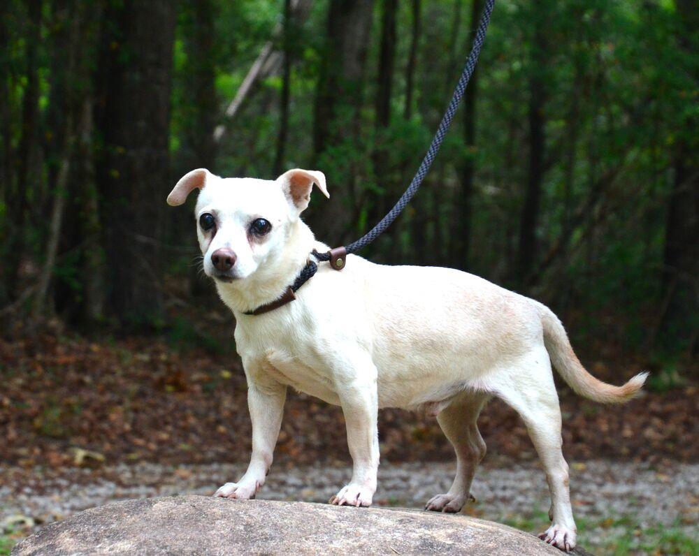 Sebastian, a Adoptable mixed breed in Willingboro, NJ image 4/6