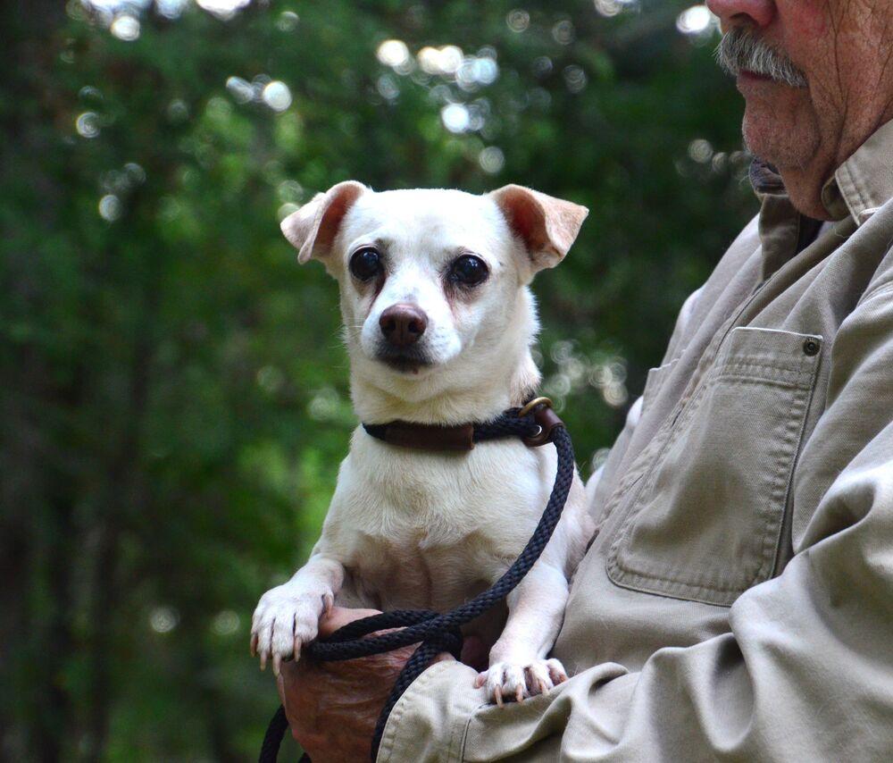 Sebastian, a Adoptable mixed breed in Willingboro, NJ image 6/6