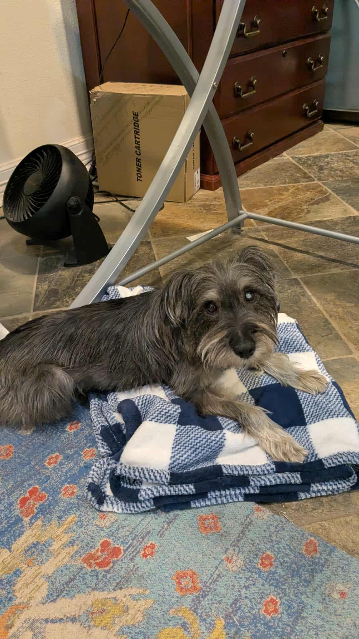 Lil Ozzie, an adopted mixed breed in Quincy, MA image 4/6