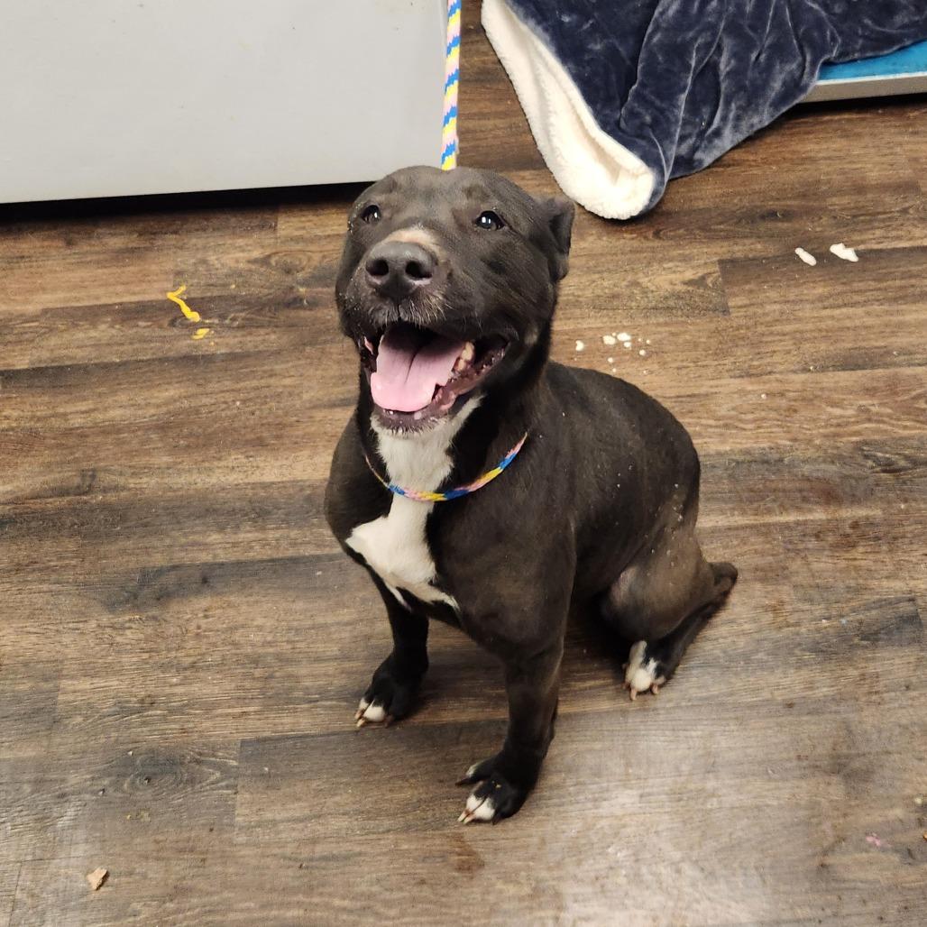 Monney, Adoptable, Adult Female Pit Bull Terrier.