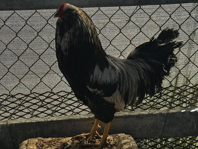 Enlarge CROWN, a Adoptable Chicken in Martinez, CA image 1/1