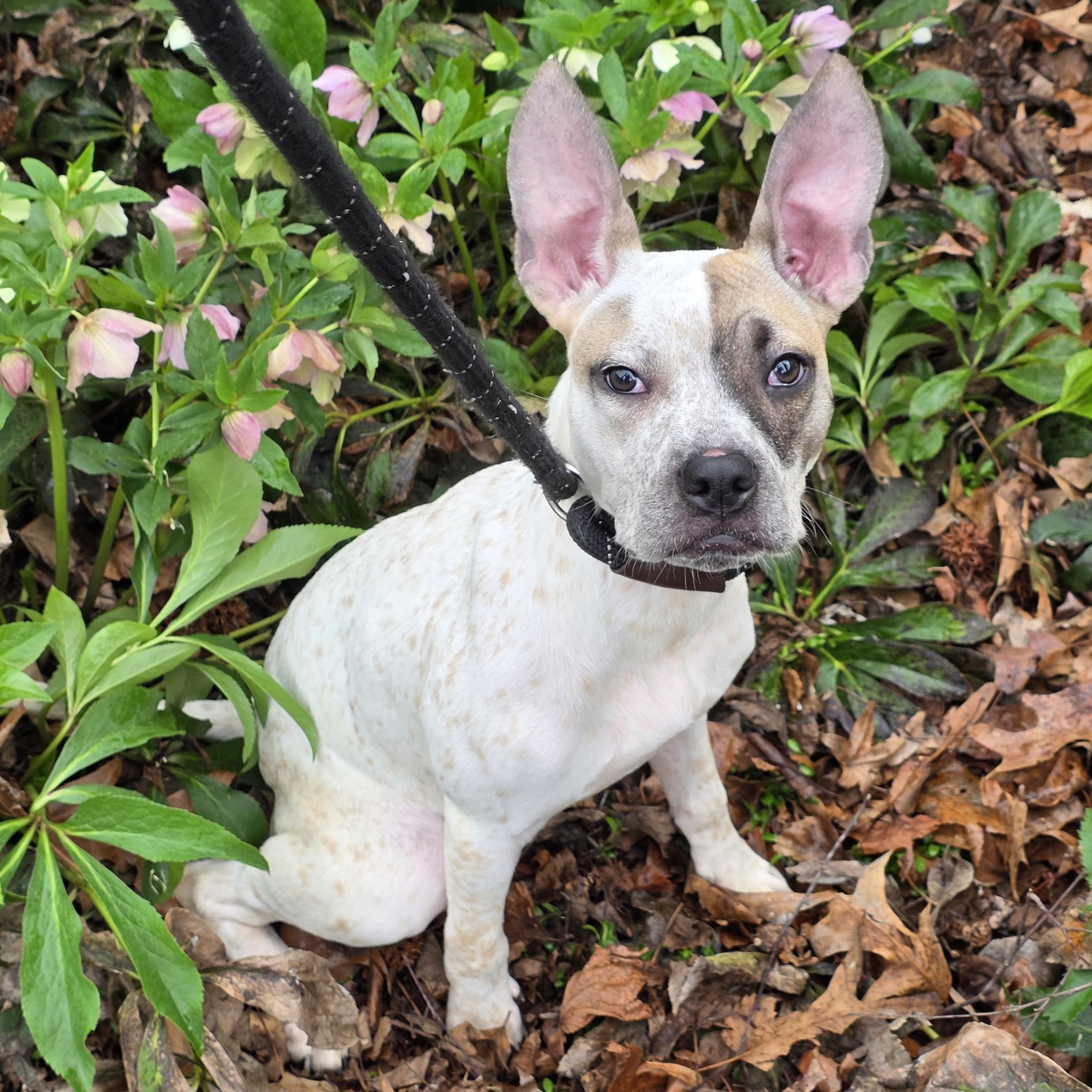 Rachel, ADOPTABLE, Young Female Pit Bull Terrier & Mixed Breed.