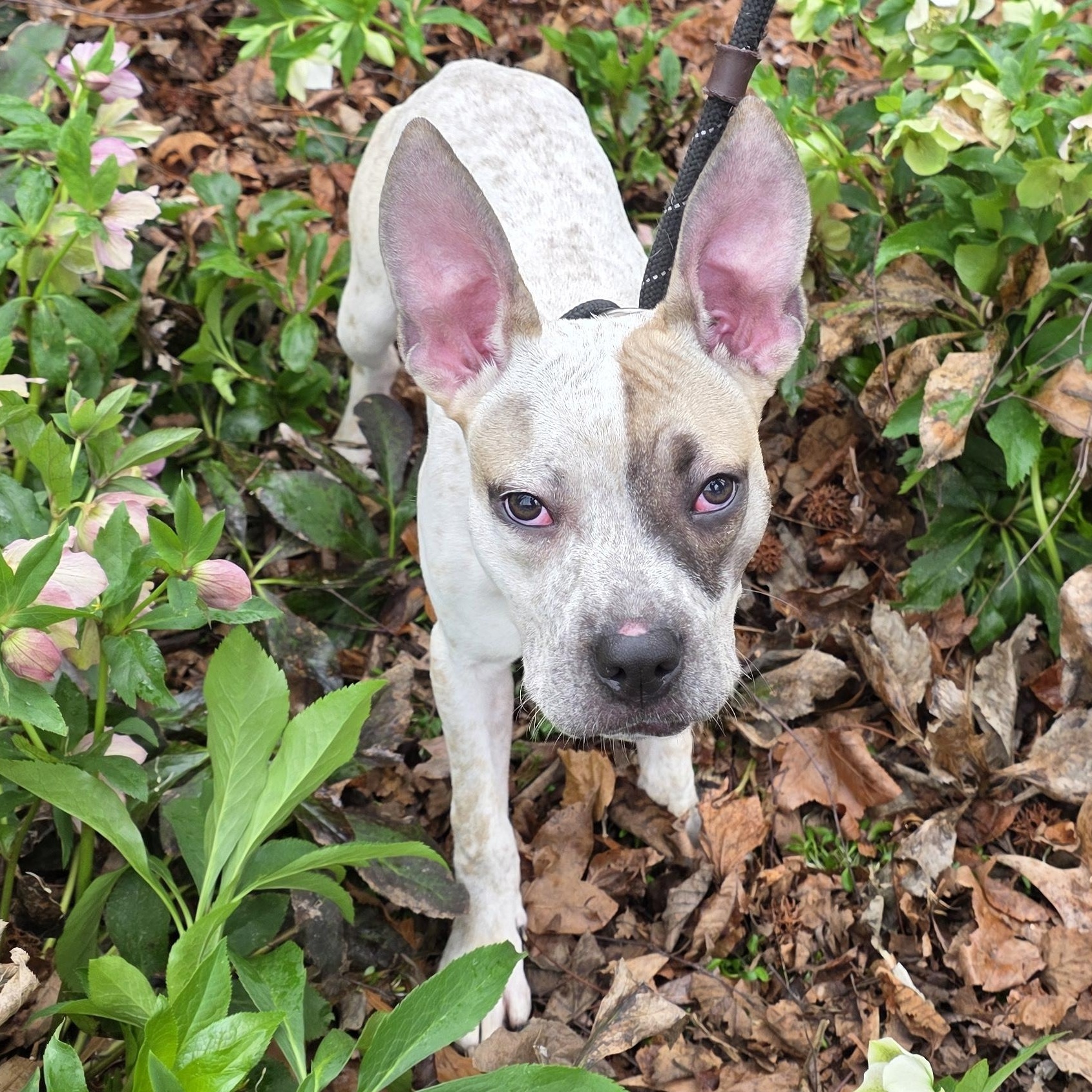 Enlarge Rachel, a ADOPTABLE mixed breed in Greensboro, NC image 2/3