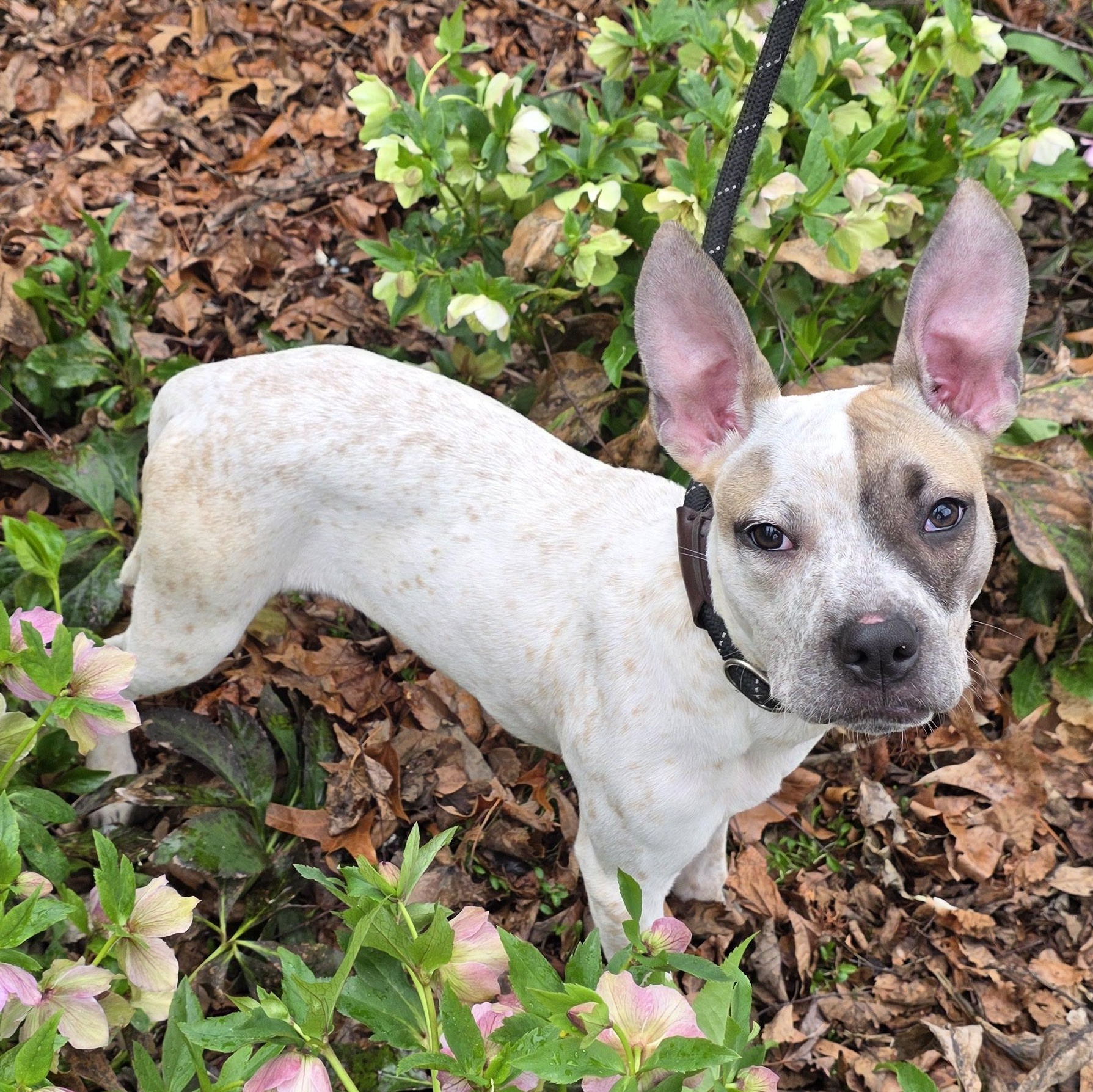 Enlarge Rachel, a ADOPTABLE mixed breed in Greensboro, NC image 3/3