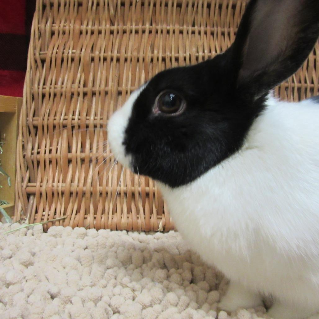 Tux, Adoptable, Adult Male Dutch.