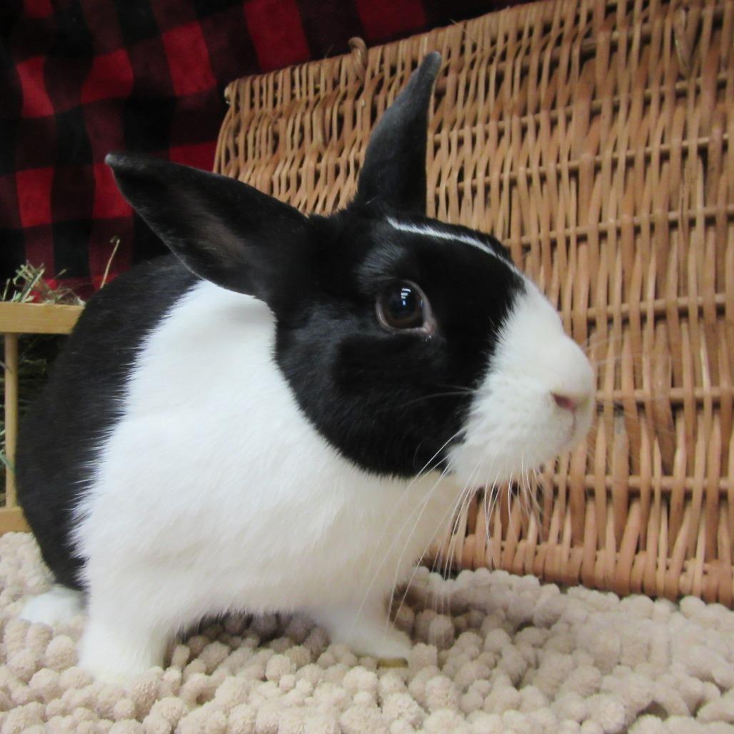 Enlarge Tux, a Adoptable Dutch in Newport, PA image 2/4