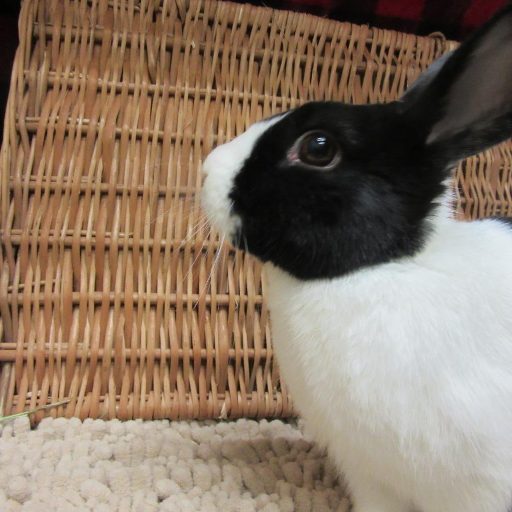 Enlarge Tux, a Adoptable Dutch in Newport, PA image 3/4