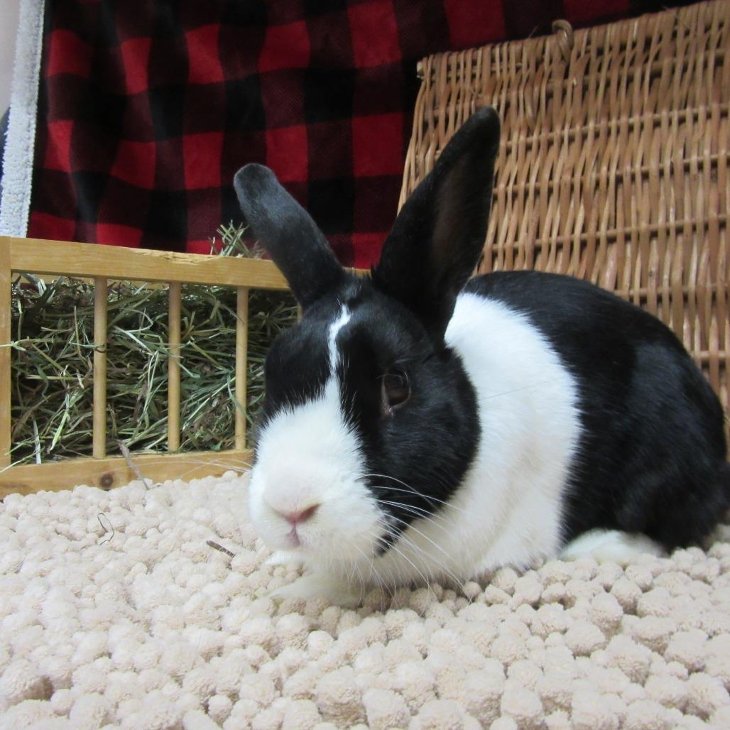 Enlarge Tux, a Adoptable Dutch in Newport, PA image 4/4