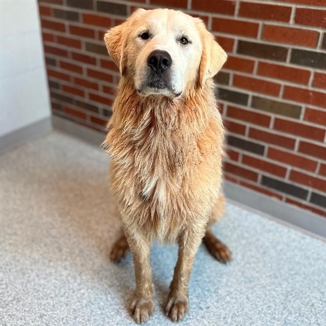 MARLIN, Adoptable, Young Male Great Pyrenees.